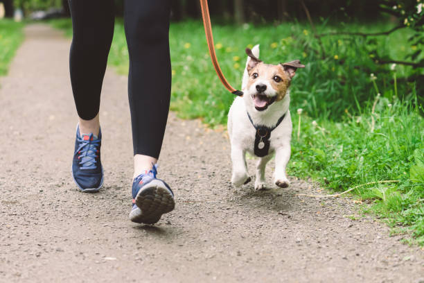 Pasear Perros